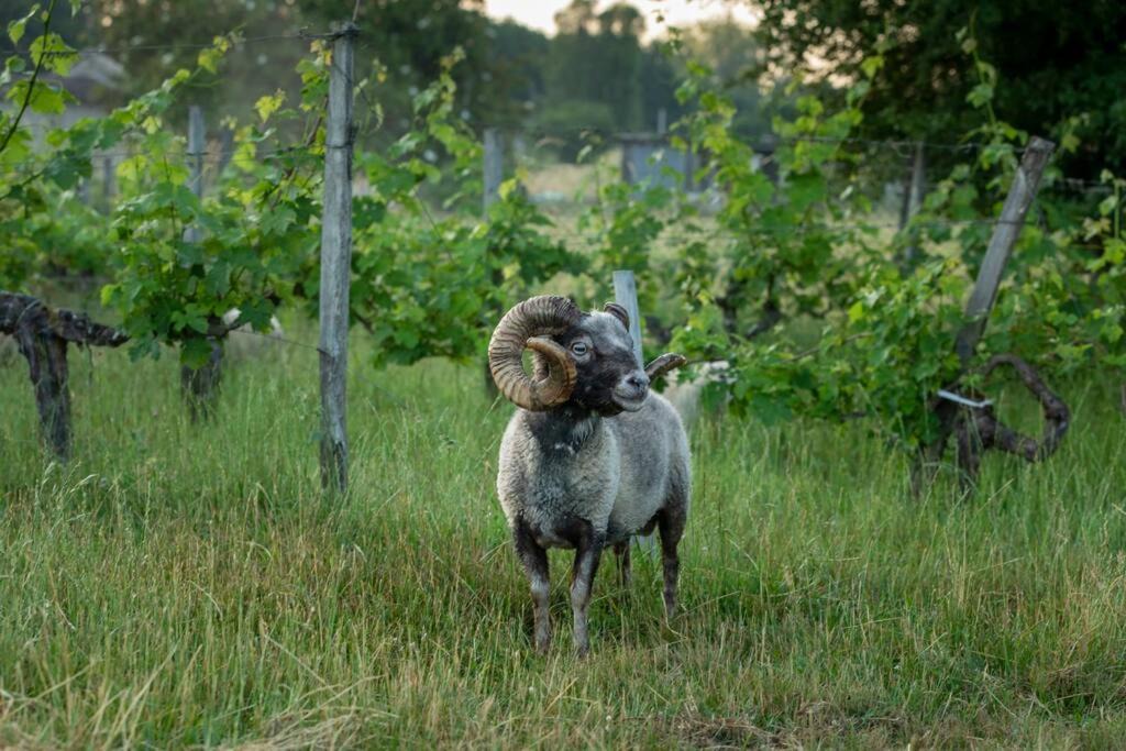 Photo of Others in Bourg-sur-Gironde
