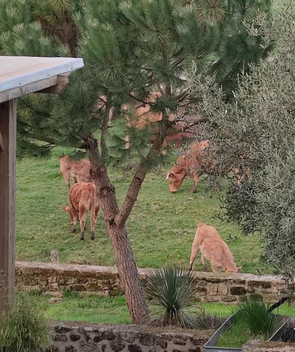 Photo of Others in Saint-Brice-sur-Vienne