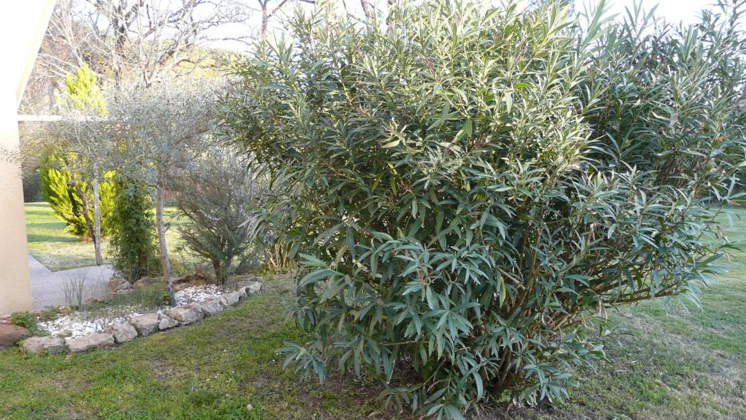 Photo of Outdoor in Berthez