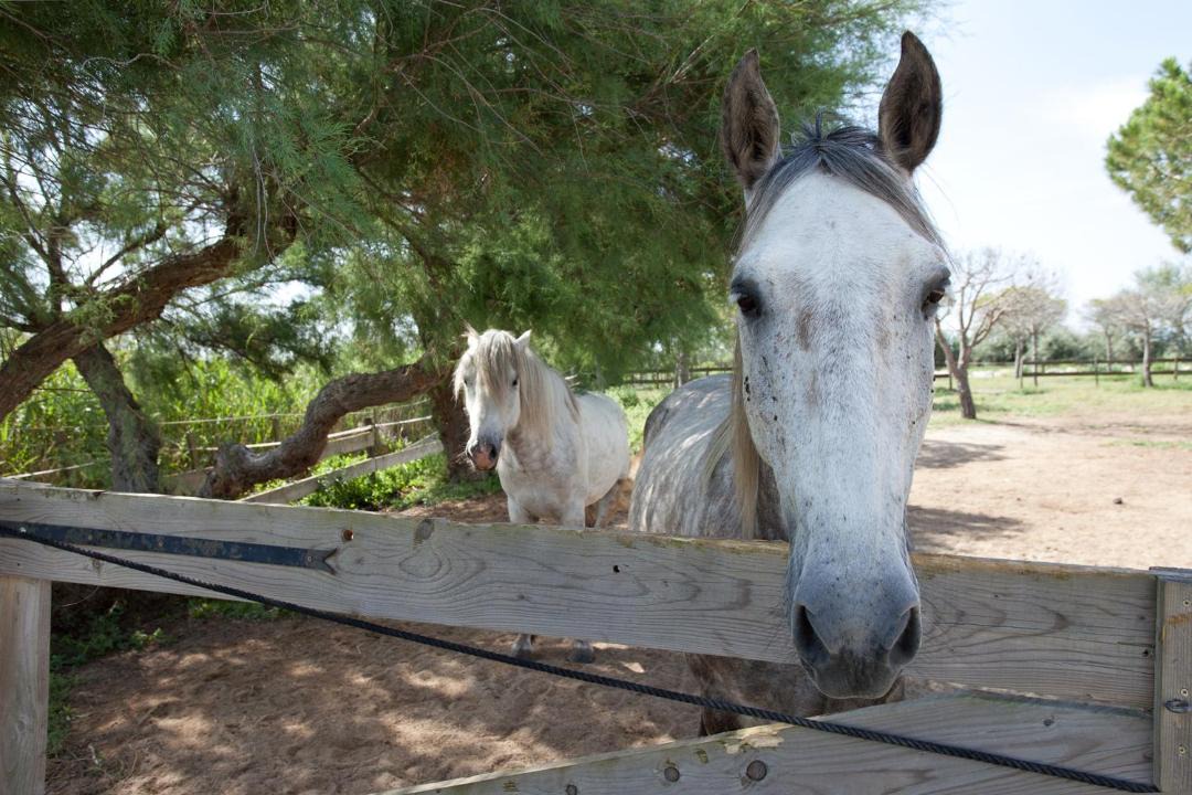 Photo of Others in Saintes-Maries-de-la-Mer