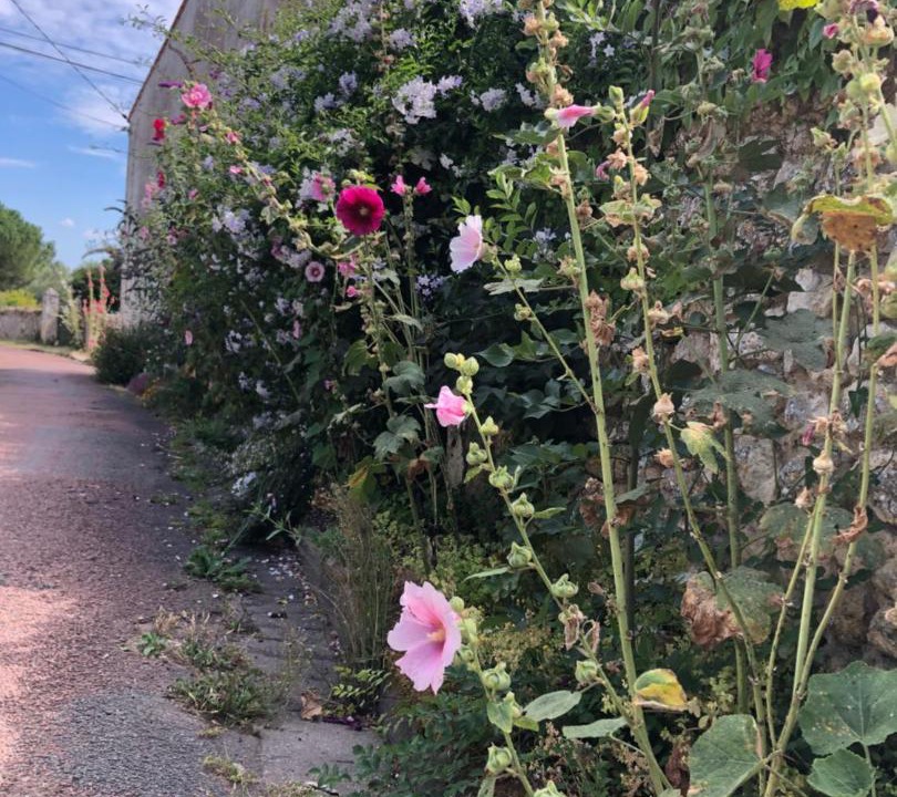 Photo of Outdoor in Saint-Just-Luzac