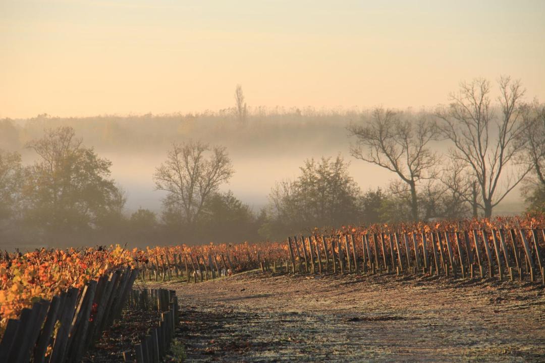 Photo of Outdoor in Moulis-en-Medoc
