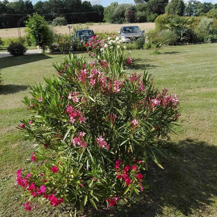 Photo of Outdoor in Polignac