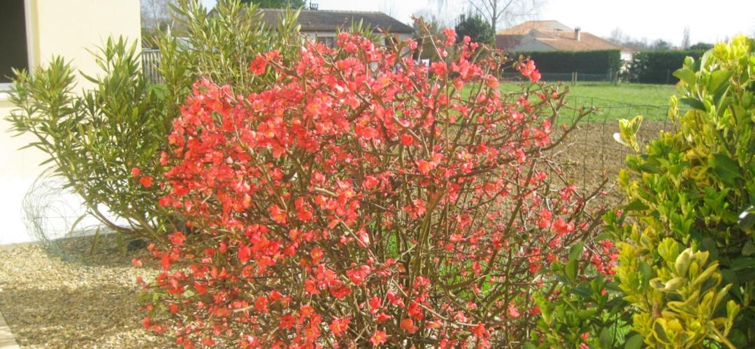 Photo of Outdoor in Tonnay-Charente