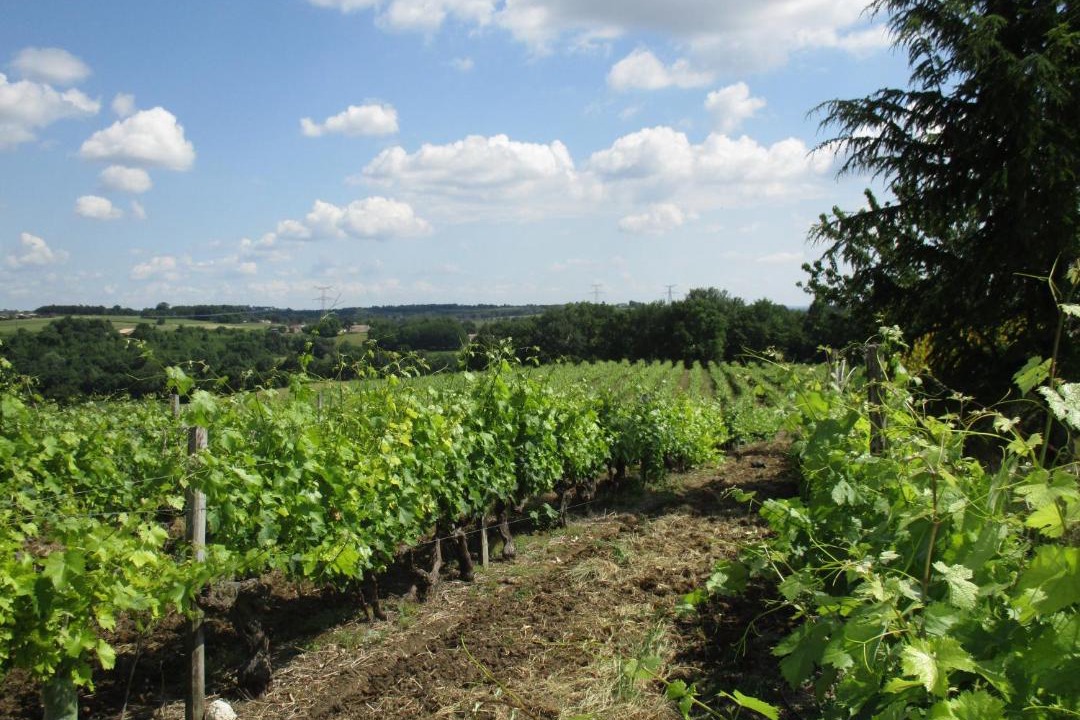 Photo of Others in Saint-Bonnet-sur-Gironde