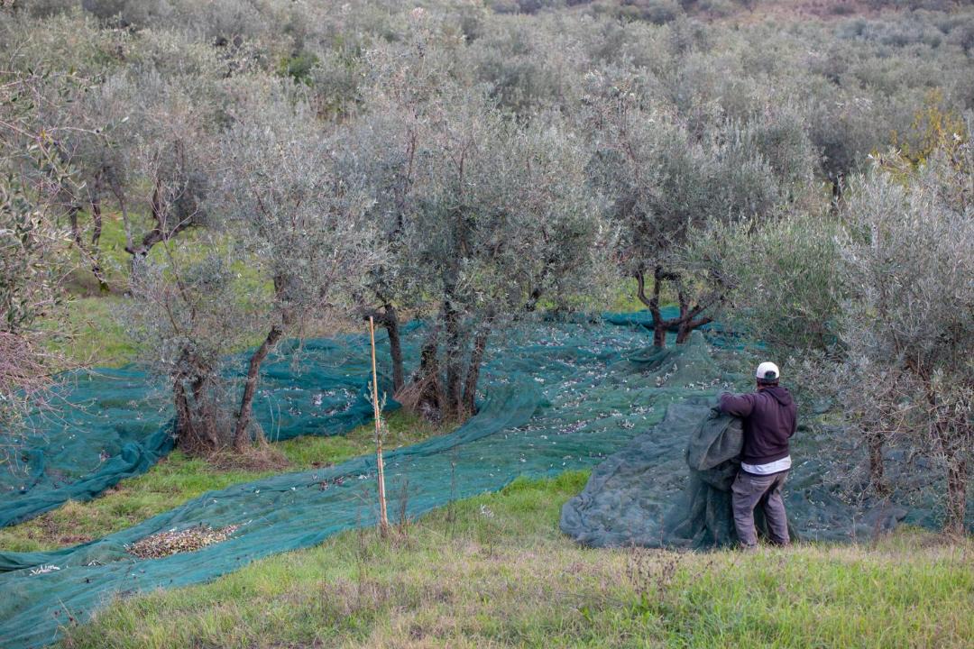 Photo of Others in Carmignano